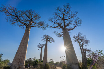 The sun shines through the branches of majestic baobab trees, creating a stunning silhouette...