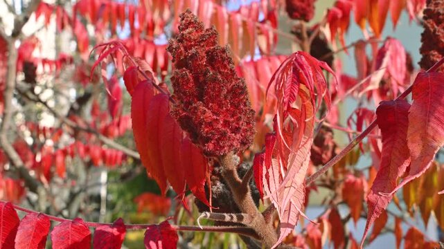 Rhus typhina, the staghorn sumac in autumn. Beautiful red leaves on the tree. Autumn landscape.