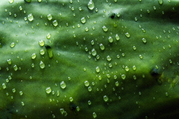 rain drops near leaves of Philodendron gloriosum, bright leaves outdoor plants, tropical garden. Soft blurred background of a tropical forest.