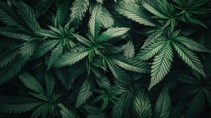 Close up of cannabis leaves showcasing the details of marijuana plants from a top perspective