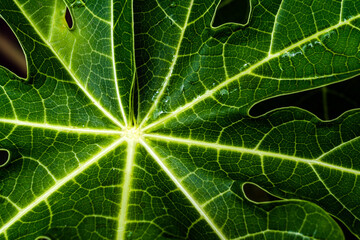 close up of Philodendron gloriosum leaves, bright leaves outdoor plants, tropical garden. Soft, blurred background of a tropical forest