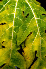 close up of Philodendron gloriosum leaves, bright leaves outdoor plants, tropical garden. Soft, blurred background of a tropical forest
