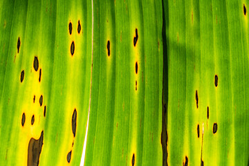 close up of Philodendron gloriosum leaves, bright leaves outdoor plants, tropical garden. Soft,...