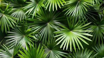 Fototapeta premium Elephant Palm Have A Graceful Shiny Leaves