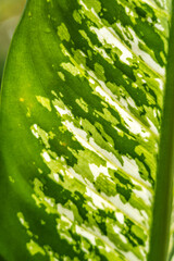close up of Philodendron gloriosum leaves, bright leaves outdoor plants, tropical garden. Soft,...