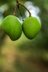 Mango tree with ripe fruits hanging. Natural lighting. organic farm
