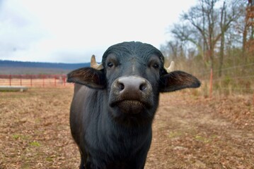 Water Buffalo