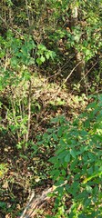 grass in the forest
