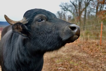 Water Buffalo in field