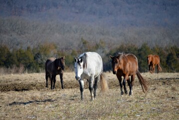 horses in the field