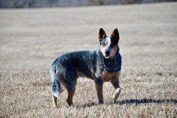 cattle dog in field