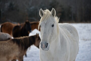 horses in the snow