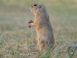 A prairie dog standing on its hind legs in a grassy field during sunset