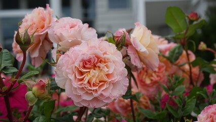 Rosa Rose