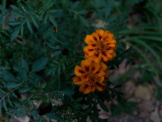 flowers marigolds in the garden