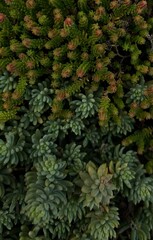 green ivy leaves succulent 