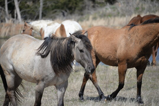 horses in the field