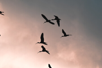 Large bird migration in beautiful orange skies of sunset - The great Ibis migration from Europe to Africa in the beginning of winter as they pass through Israel