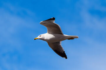 A beautiful, big seagull flying through sunny, blue skies on a summer’s day