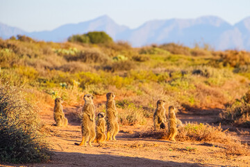 Cute Meerkats stand alert as sun rises over the South African savanna