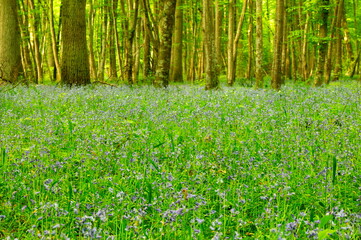 Forêt - Compiègne