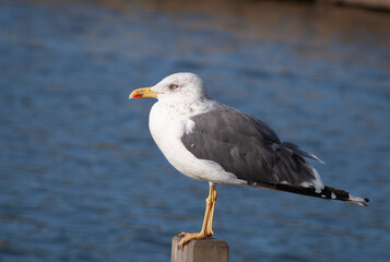 Gaivota de asa escura em cima de um poleiro. A gaivota está pousada em uma estaca de vedação de um lago perto do mar. Nome cientifico é Larus fuscus.