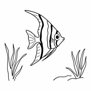 Sea Bass clip art preview