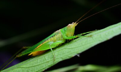 Close-Up of a Green Grasshopper on Leaf Surface