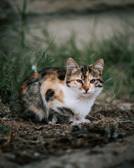 Cat sitting on the sidewalk