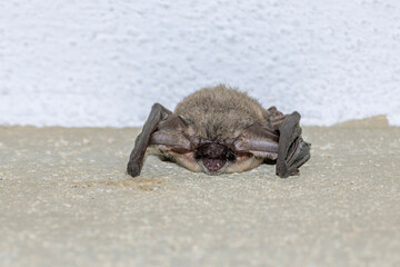 A large bat attached to a wall with its head towards the floor