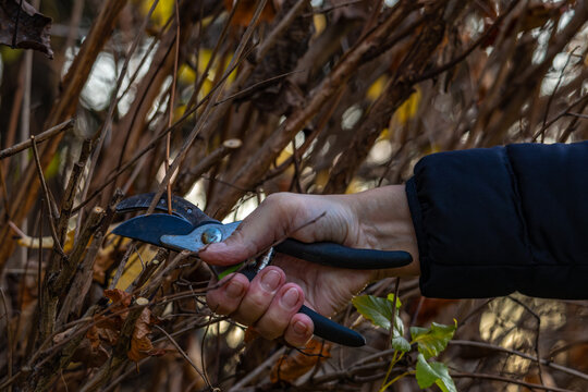 Pruning trees and shrubs in autumn
