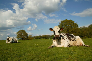 Vache normande (Orne)