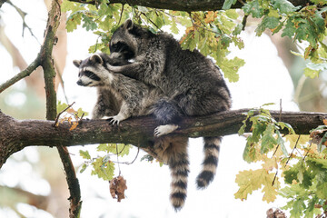Two raccoons playing together on a tree