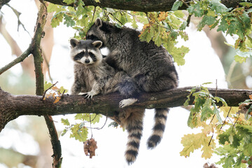 Two raccoons playing together on a tree