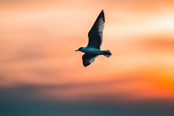 A bird in flight against a colorful sunset background.