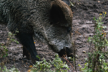 Wild boar (Sus scrofa) digging in the dirt for food