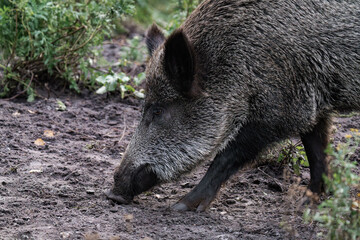 Wild boar (Sus scrofa) digging in the dirt for food