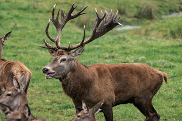 Deer buck with antlers in a forest 