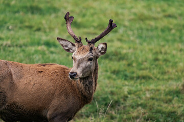 Deer buck with antlers in a forest 
