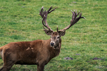 Deer buck with antlers in a forest 