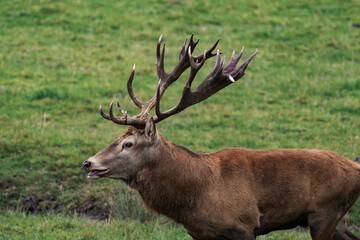 Obraz premium Deer buck with antlers in a forest 
