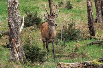 Deer buck with antlers in a forest 