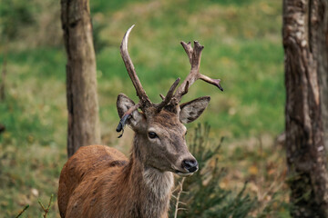 Deer buck with antlers in a forest 