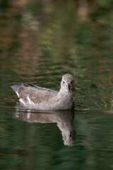Young common moorhen (Gallinula chloropus) swimming on a lake.