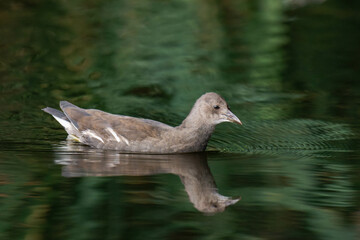 Young common moorhen (Gallinula chloropus) swimming on a lake.