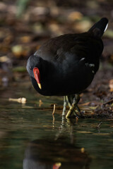 Common moorhen (Gallinula chloropus) walking on land and looking for food