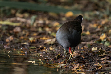 Common moorhen (Gallinula chloropus) walking on land and looking for food