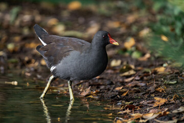Common moorhen (Gallinula chloropus) walking on land and looking for food