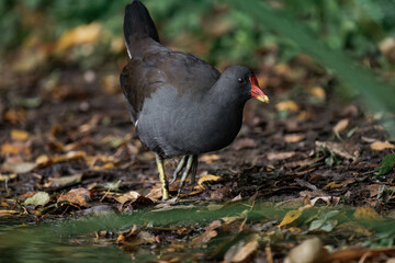 Common moorhen (Gallinula chloropus) walking on land and looking for food