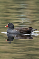 Common moorhen (Gallinula chloropus) swimming on a lake